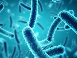 آنتوں کے بیکٹیریا سے میلانوما کے دوبارہ ہونے کے خطرے کی پیشگوئی ممکن: نئی تحقیق